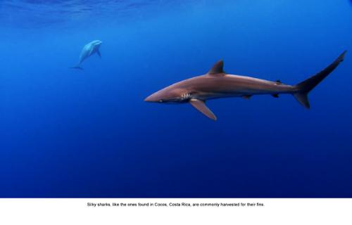 Shark - Silky sharks are found in Costa Rica and are often harvested for their fins.