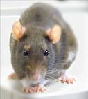 The Rat - How to eliminate this creatures in your home.They are poisonous.