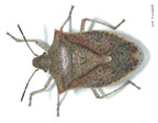 Jumil Bug aka Stink Bug - Jumil Bug aka Stink Bug, known as Jumiles in Mexico, eaten in tacos, etc.