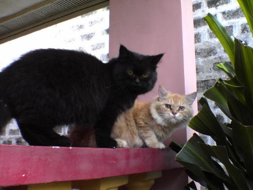 pet pats - two lovely persian cats