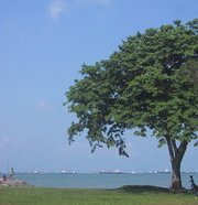 tree - tree, east coast, beach, nature, walk