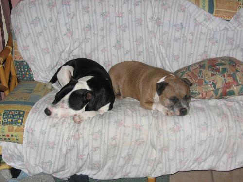 My babies - these are my 2 staffies