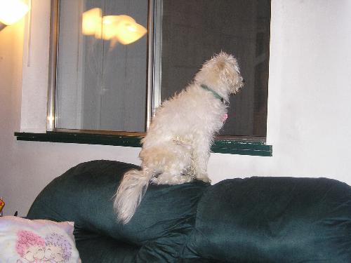 Rascal waitin' on Daddy - Rascal wondering why his Daddy isn't home yet.