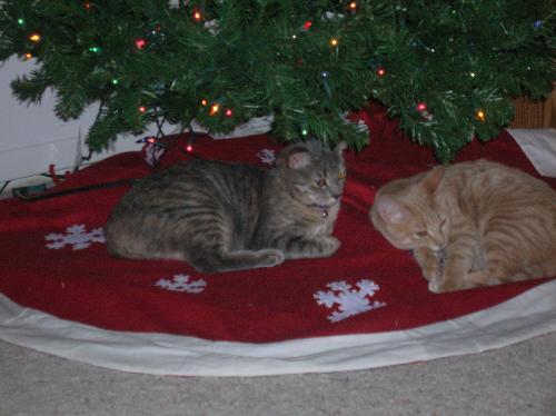 Christmas, kittens, cats, furry felines, pets, ani - Christmas, kittens, cats, furry felines, pets, animals, furry friends
