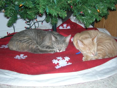 Christmas, kittens, cats, furry felines, pets, ani - Christmas, kittens, cats, furry felines, pets, animals, furry friends
