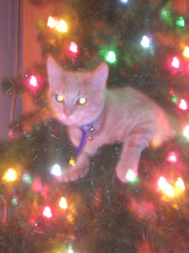 Christmas, kittens, cats, furry felines, pets, ani - Christmas, kittens, cats, furry felines, pets, animals, furry friends