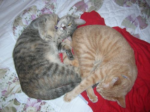 Christmas, kittens, cats, furry felines, pets, ani - Christmas, kittens, cats, furry felines, pets, animals, furry friends