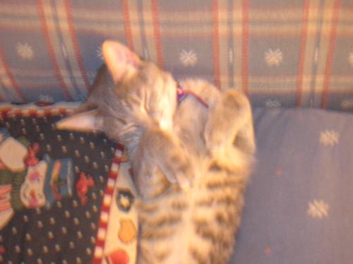Christmas, kittens, cats, furry felines, pets, ani - Christmas, kittens, cats, furry felines, pets, animals, furry friends