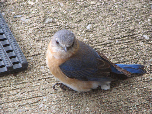 Eastern Bluebird - Eastern bluebird, found on church sidewalk, stunned by flying into glass door.