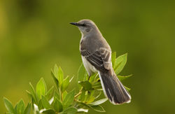 Mockingbird - A pix of the bird. A rather drab medium sized grey bird.