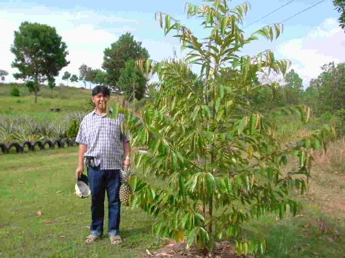 Durian tree - This is a Durian tree that was planted by our guest Ellie Taylor from Canada. Eagle Plateau is a place where we wish to plant a lot of tropical fruit trees to add to the concept of self sufficiency and sustainable agriculture.  Durian are often call the king of fruits in the tropics because of its unique taste and strong smell ! Some say it has a taste of heaven but a smell of hell ;)