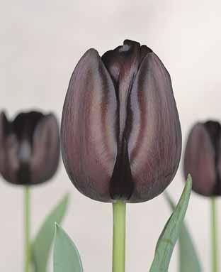 deep purple tulips - Pretty black tulips( well deep purple)