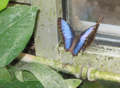 Butterfly - Photograph of a Blue Morpho Butterfly taken at the Tucson Botanical Gardens
