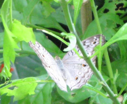 Butterfly - Photo of butterfly in the butterfly house at Tucson Botanical Gardens