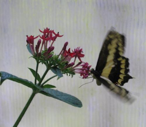 Butterfly feeding on flower - Butterfly feeding on a flower at Tucson Botanical Gardens