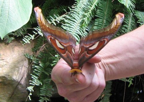 An Atlas Moth - One of the largest moths in the world. Is found in Asia and only lives five days or less.