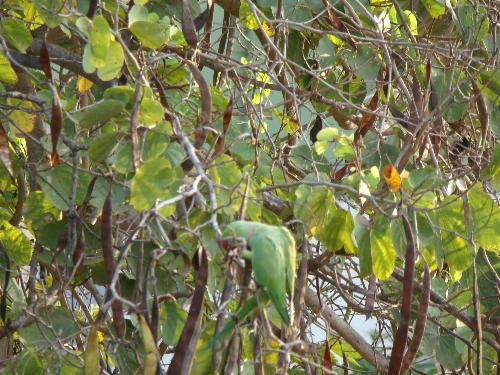 parots - Pic of a parrot taken from terrace of my house..