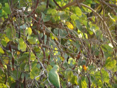 Parrots - More parrot pics i took !