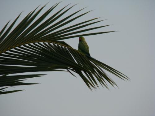 Parrots - Another Parrot pic :D