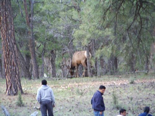 Elk in the Grand Canyon national park.  - Elk in the Grand Canyon National Park. The photo is kind of blurry but you can see the contrast of the size of the elk and the size of the people.