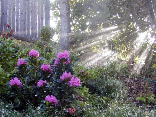 Garden Full of Sunshine - a lovely sunlit garden