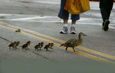 walking - follow me!
