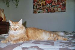 My Cat-Tomas - My cat Tomas relaxing on my bed, just one of many of his favorite resting spots.