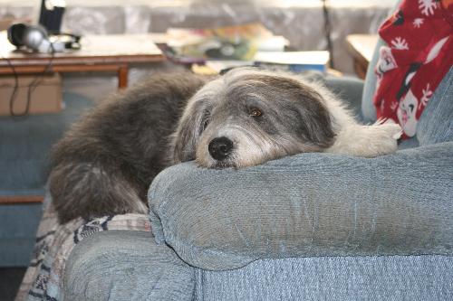 Sleeping Dawgs - Too hot, sleep it off