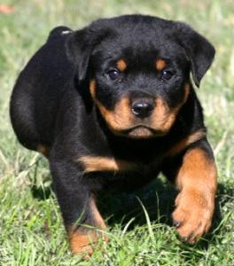Rottweiler - The best dogs in the world.
