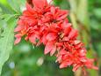 Trinidad and Tobago National Flower - Chaconia - This is the national flower of Trinidad and Tobago, it's called the Chaconia