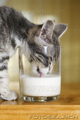 milk - Kitten drinking milk from glass.