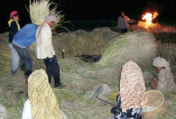 The Farmer - They work hard night and day!