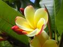 Blooming flower - My profile photo