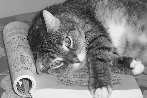 Misu Soup Perez - My cat child!