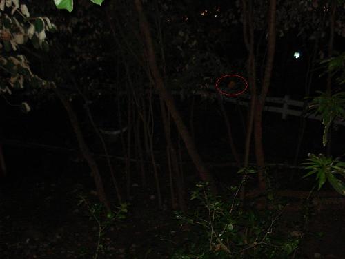 ghost! - behind those threes, i encircle the ghost! try to zoom it!! very creepy
