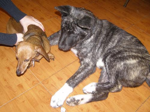 corkie ad shilo - the two together