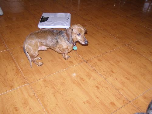 corkie - my little dog