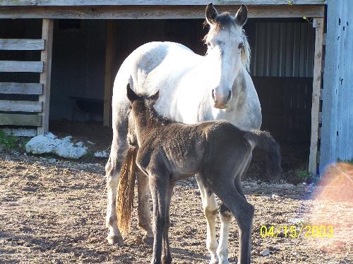 my horse and her newest baby - My newest addition and his mom.