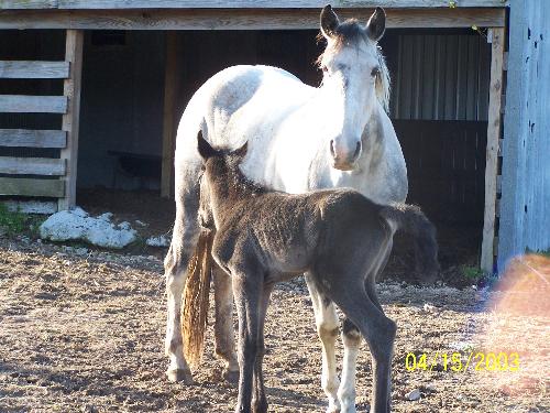 My horse and her newest baby - My baby girl and her baby we called spider.