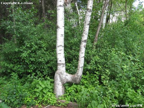 Odd Looking - This is awesome looking to me.