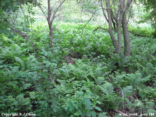 Fern City - This area was loaded with wild ferns and looked marvelous.