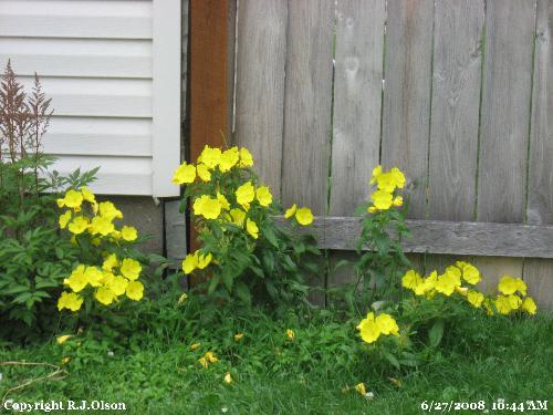 Unidentified Flowers - These are unknown to me but there are plenty of them in my back yard. Unidentified Flowers - These are unknown to me but there are plenty of them in my back yard.