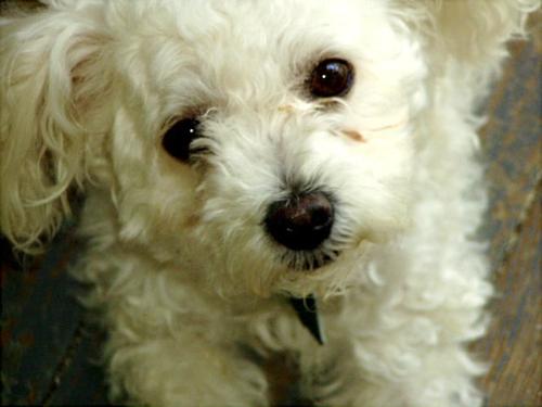 My toy poodle, Lucy - This is a close up of my little toy poodle named Lucy. She is the sweetest thing on earth.