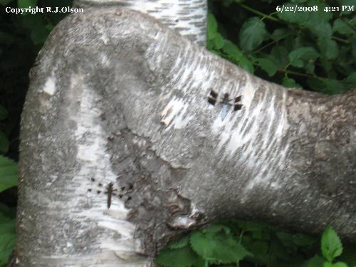 Dragonflies - They were all over this odd tree