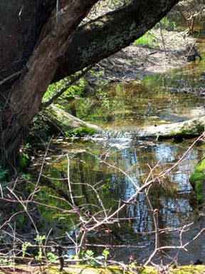 Upstream at my dad's - This quiet little brook runs between my dad's and his neighbor's property in quaint Moorestown. During the drought months, in dries up to a trickle, and during torrential storms, grows to a full raging turbulent stream. Relaxing and quiet most of the time, it restores my soul.