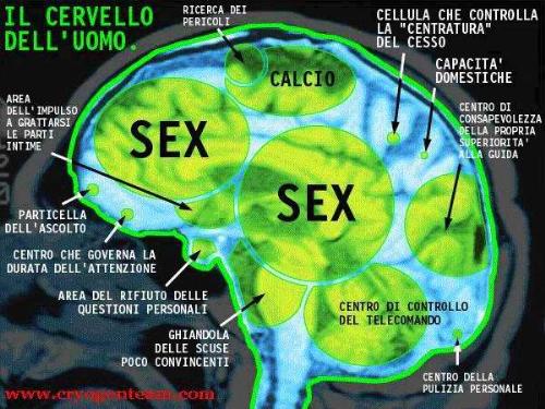 Men's Brain - The brain of a man!