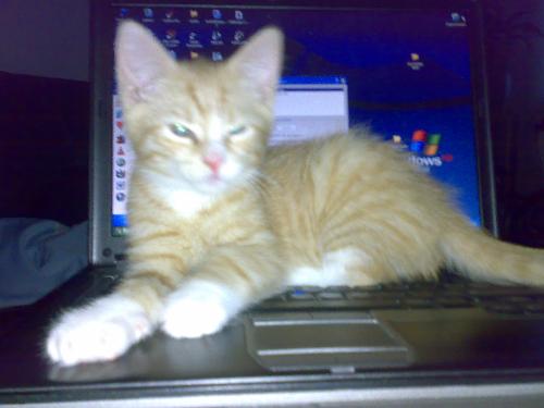 my little cat - my little orange cat on top of my laptop.