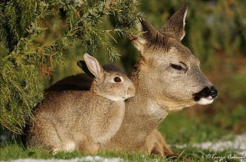 can't we all be friends ? - Who would imagine these guys could become friends ? It makes you wonder why we fight amongst ourselves, our neighbors, etc.