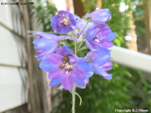 jacobs Ladder - This was given to us by my wifes boss a few years ago. jacobs Ladder - This was given to us by my wifes boss a few years ago.