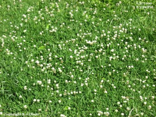 Clover - A lot more than any year since I&#039;ve owned this house.